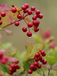 Preview wallpaper viburnum, drop, beginning of autumn