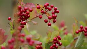 Preview wallpaper viburnum, drop, beginning of autumn