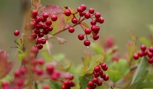 Preview wallpaper viburnum, drop, beginning of autumn