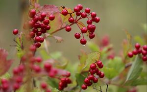 Preview wallpaper viburnum, drop, beginning of autumn