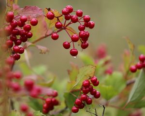 Preview wallpaper viburnum, drop, beginning of autumn