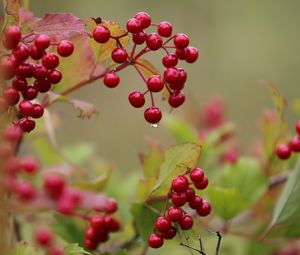 Preview wallpaper viburnum, drop, beginning of autumn