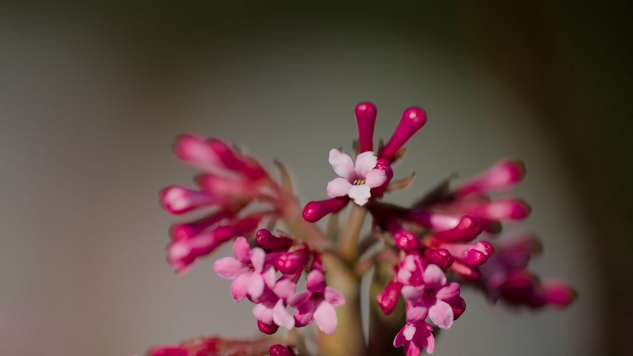 Wallpaper viburnum farreri, inflorescence, flowers, pink, blur