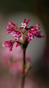 Preview wallpaper viburnum farreri, inflorescence, flowers, pink, blur