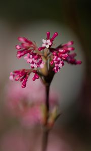 Preview wallpaper viburnum farreri, inflorescence, flowers, pink, blur