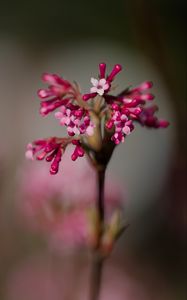 Preview wallpaper viburnum farreri, inflorescence, flowers, pink, blur