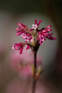 Preview wallpaper viburnum farreri, inflorescence, flowers, pink, blur