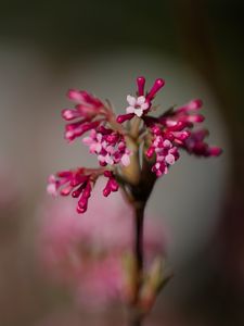 Preview wallpaper viburnum farreri, inflorescence, flowers, pink, blur