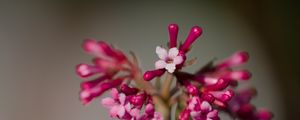 Preview wallpaper viburnum farreri, inflorescence, flowers, pink, blur