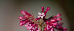 Preview wallpaper viburnum farreri, inflorescence, flowers, pink, blur