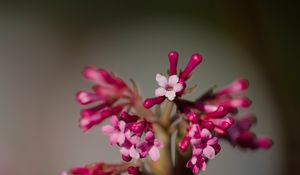 Preview wallpaper viburnum farreri, inflorescence, flowers, pink, blur