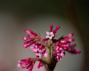 Preview wallpaper viburnum farreri, inflorescence, flowers, pink, blur