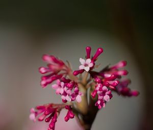 Preview wallpaper viburnum farreri, inflorescence, flowers, pink, blur