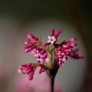 Preview wallpaper viburnum farreri, inflorescence, flowers, pink, blur