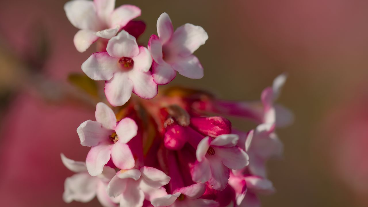Wallpaper viburnum farreri, inflorescence, flowers, spring, pink, blur