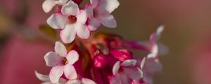 Preview wallpaper viburnum farreri, inflorescence, flowers, spring, pink, blur