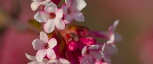 Preview wallpaper viburnum farreri, inflorescence, flowers, spring, pink, blur