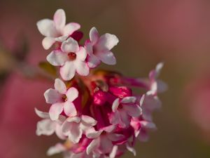 Preview wallpaper viburnum farreri, inflorescence, flowers, spring, pink, blur