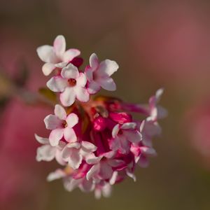 Preview wallpaper viburnum farreri, inflorescence, flowers, spring, pink, blur