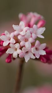 Preview wallpaper viburnum, flowers, petals, inflorescence, pink