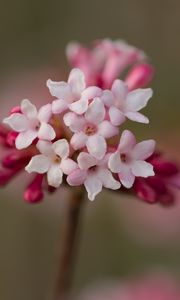 Preview wallpaper viburnum, flowers, petals, inflorescence, pink