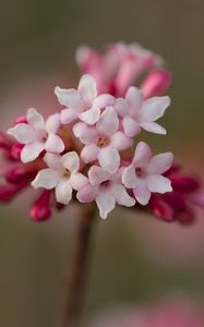 Preview wallpaper viburnum, flowers, petals, inflorescence, pink