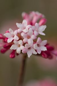 Preview wallpaper viburnum, flowers, petals, inflorescence, pink