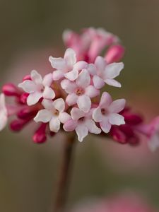 Preview wallpaper viburnum, flowers, petals, inflorescence, pink