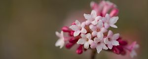 Preview wallpaper viburnum, flowers, petals, inflorescence, pink