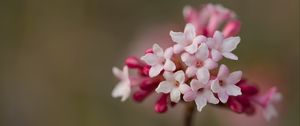 Preview wallpaper viburnum, flowers, petals, inflorescence, pink