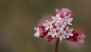 Preview wallpaper viburnum, flowers, petals, inflorescence, pink