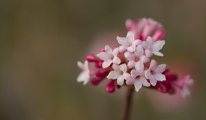 Preview wallpaper viburnum, flowers, petals, inflorescence, pink