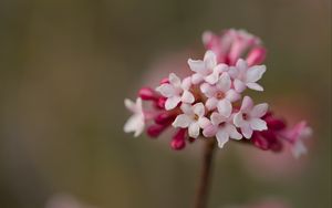 Preview wallpaper viburnum, flowers, petals, inflorescence, pink