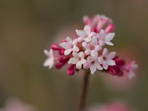 Preview wallpaper viburnum, flowers, petals, inflorescence, pink