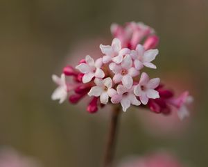 Preview wallpaper viburnum, flowers, petals, inflorescence, pink