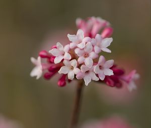 Preview wallpaper viburnum, flowers, petals, inflorescence, pink