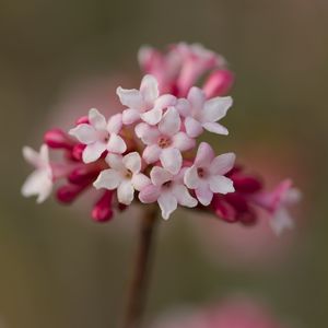 Preview wallpaper viburnum, flowers, petals, inflorescence, pink