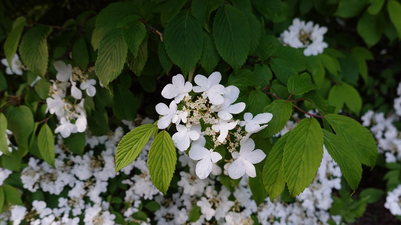 Wallpaper viburnum, flowers, petals, leaves, spring