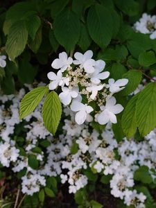 Preview wallpaper viburnum, flowers, petals, leaves, spring