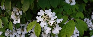 Preview wallpaper viburnum, flowers, petals, leaves, spring