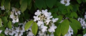 Preview wallpaper viburnum, flowers, petals, leaves, spring