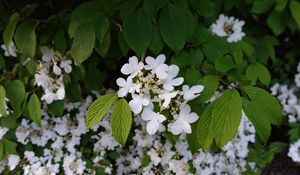 Preview wallpaper viburnum, flowers, petals, leaves, spring