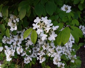 Preview wallpaper viburnum, flowers, petals, leaves, spring