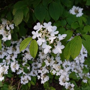 Preview wallpaper viburnum, flowers, petals, leaves, spring