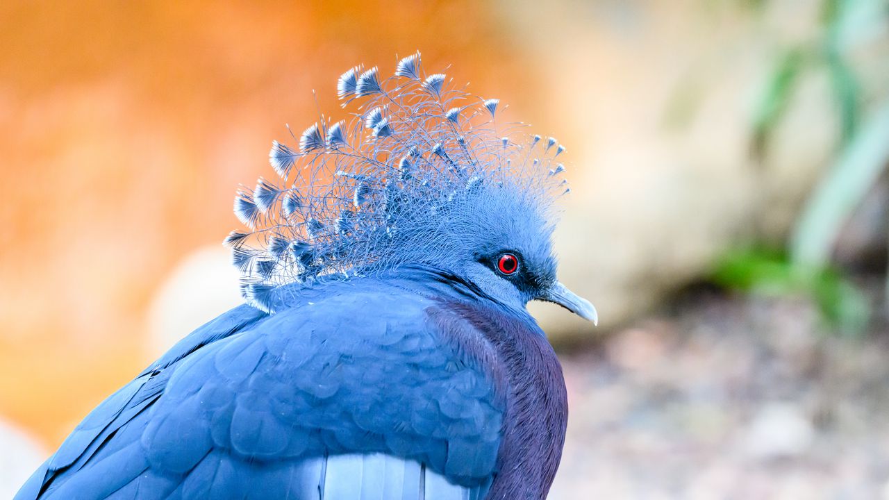 Wallpaper victoria crowned pigeon, pigeon, bird, blue