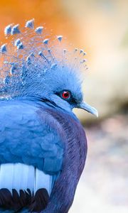 Preview wallpaper victoria crowned pigeon, pigeon, bird, blue