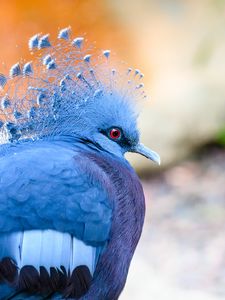 Preview wallpaper victoria crowned pigeon, pigeon, bird, blue