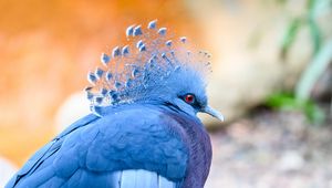 Preview wallpaper victoria crowned pigeon, pigeon, bird, blue