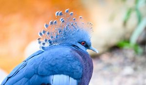 Preview wallpaper victoria crowned pigeon, pigeon, bird, blue