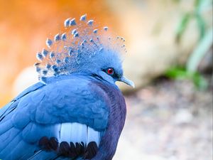 Preview wallpaper victoria crowned pigeon, pigeon, bird, blue
